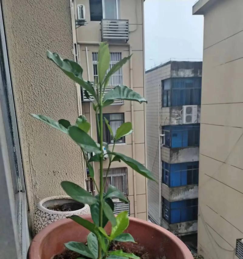 枝子怎么养？枝子的养殖技巧和注意事项有哪些？