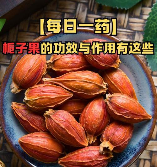 枝子怎么养？枝子的养殖技巧和注意事项有哪些？