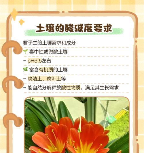 君子兰对土壤有什么特殊要求？