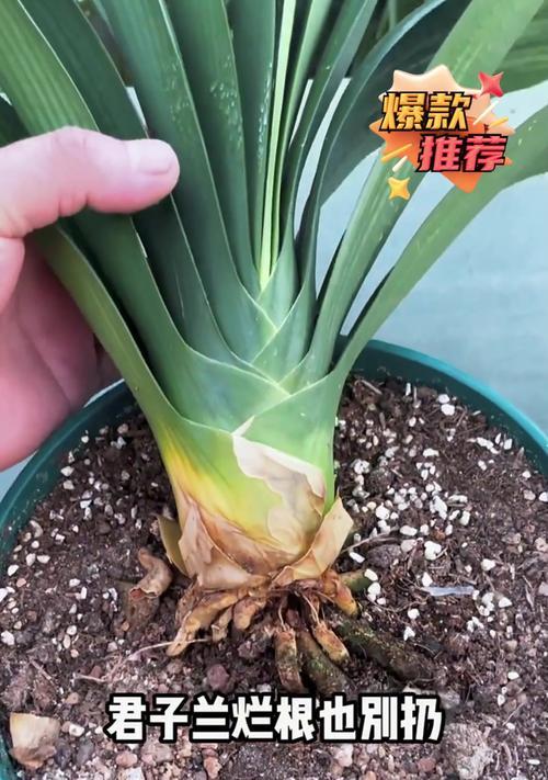 君子兰对土壤有什么特殊要求？