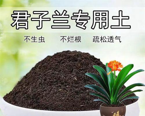 君子兰对土壤有什么特殊要求？