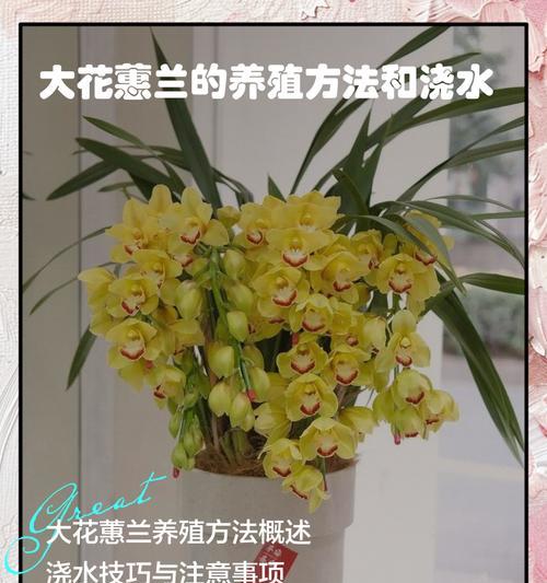 杂交蕙兰的养殖技巧是什么？