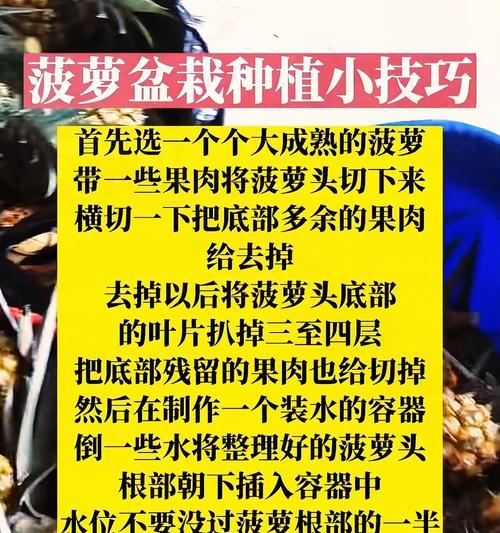 盆栽凤梨的正确养护方法？有哪些注意事项？