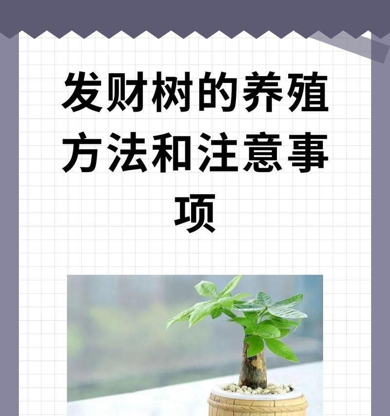 发财树养护技巧有哪些？