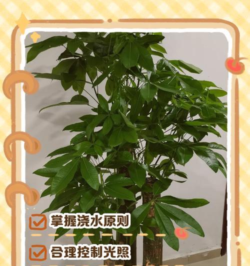 发财树养护技巧有哪些？