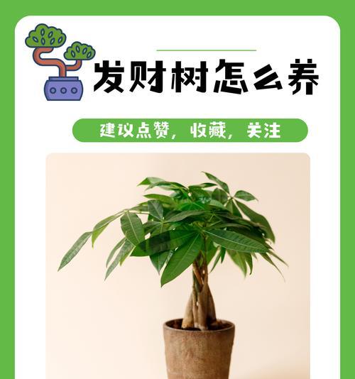 发财树养护技巧有哪些？