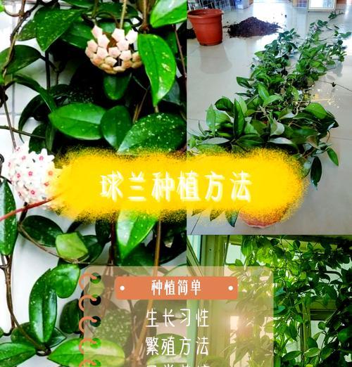 子孙球怎么养？养殖的要点和注意事项是什么？