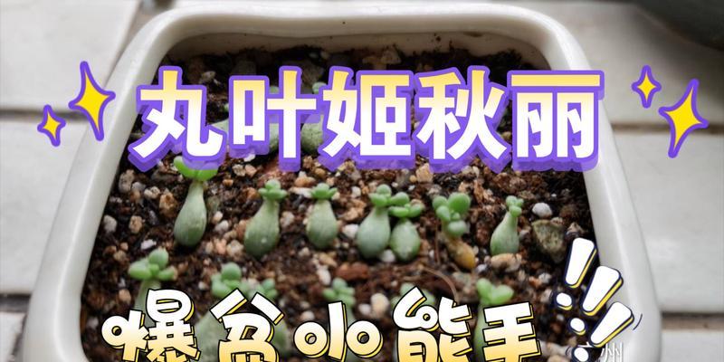 秋丽叶插的成功秘诀是什么？叶插过程中需要注意哪些问题？