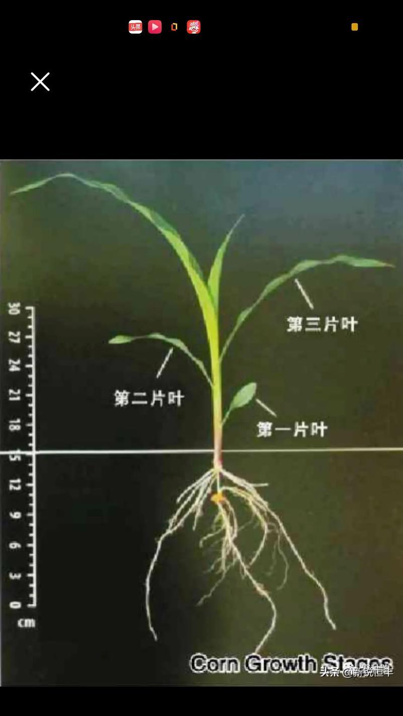 三叶草种植步骤是什么？怎样才能快速发芽？