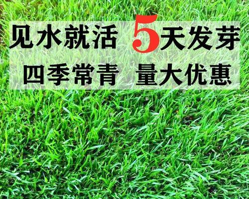 三叶草种植步骤是什么？怎样才能快速发芽？