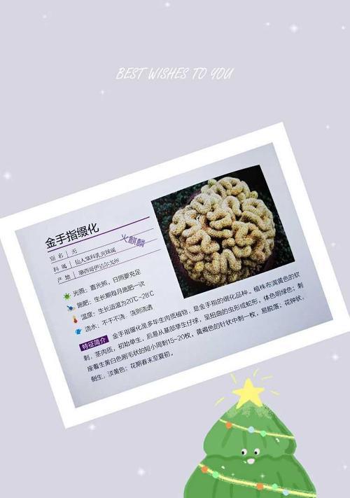 月光花的特征和养护要点是什么？
