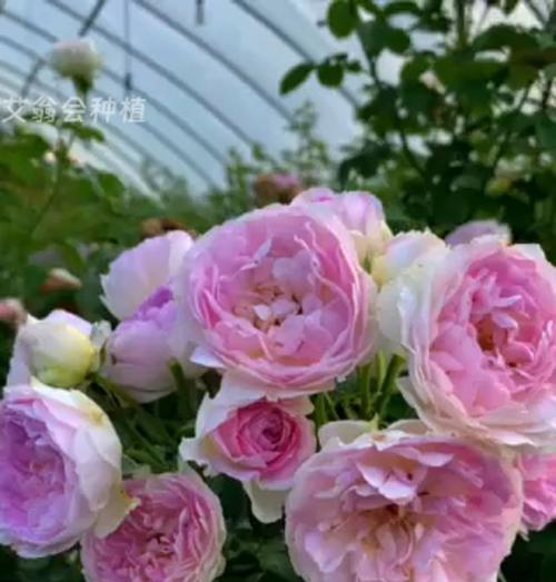月光花的特征和养护要点是什么？