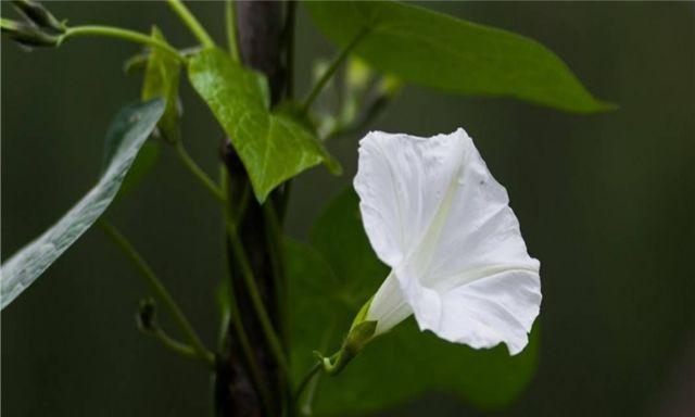 月光花的特征和养护要点是什么？
