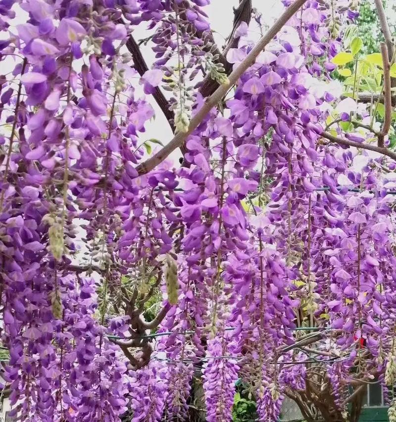 花淑树品种有哪些？花淑树品种的识别和养护是什么？