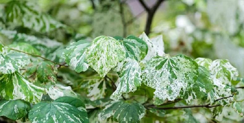 花淑树品种有哪些？花淑树品种的识别和养护是什么？