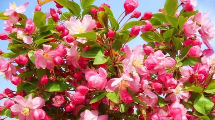 花淑树品种有哪些？花淑树品种的识别和养护是什么？