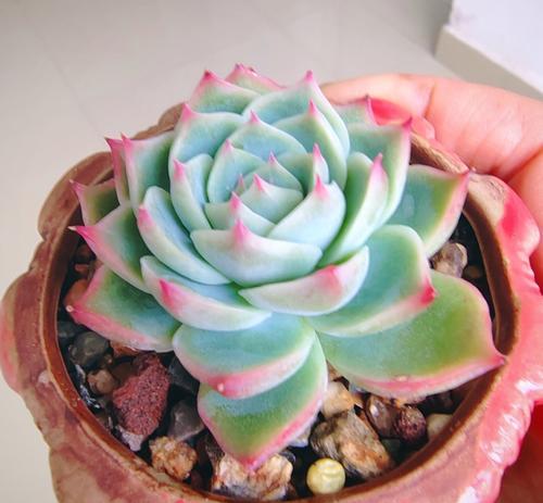 水晶养殖的常见问题有哪些？