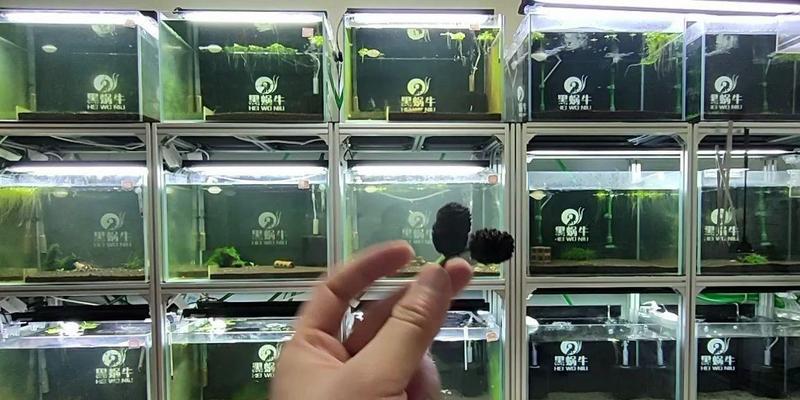 水晶养殖的常见问题有哪些？