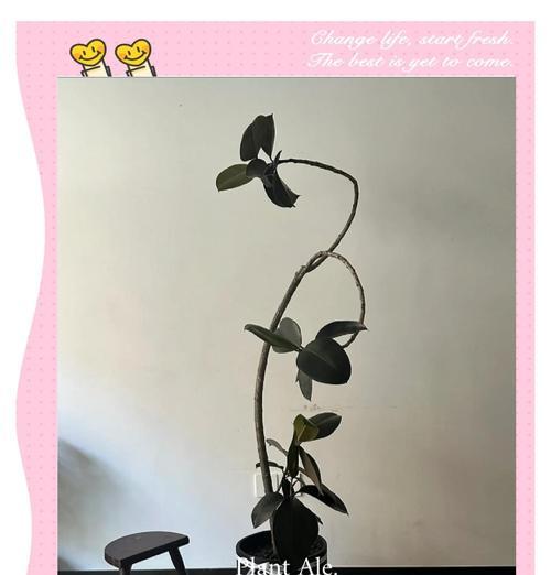 橡皮树长得太高了怎么办？修剪技巧有哪些？