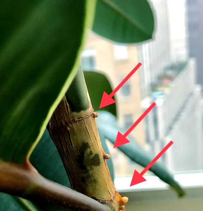 橡皮树长得太高了怎么办？修剪技巧有哪些？