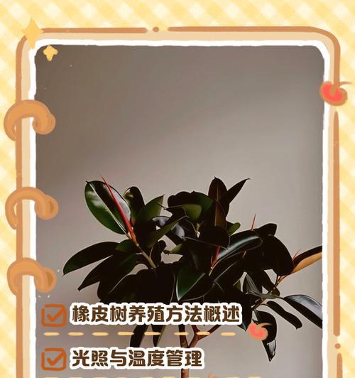 橡皮树长得太高了怎么办？修剪技巧有哪些？