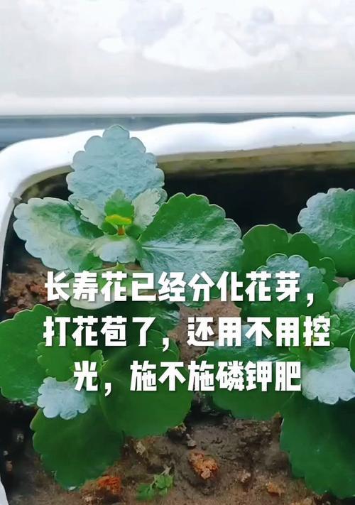 长寿花用什么肥？如何正确施肥？