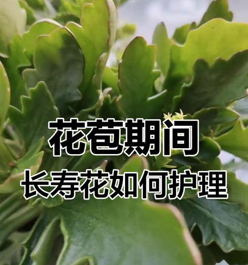 长寿花用什么肥？如何正确施肥？