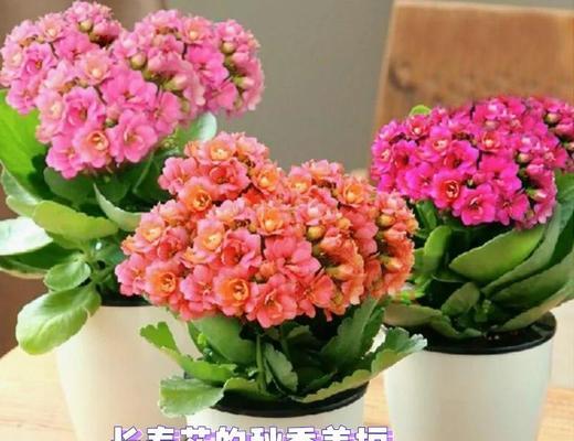 长寿花用什么肥？如何正确施肥？