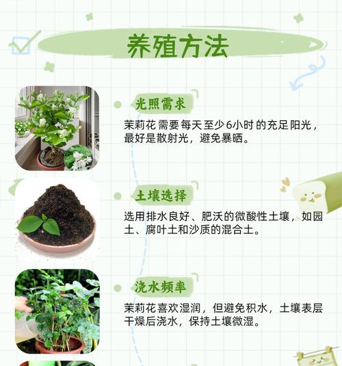 非洲茉莉繁殖技巧：怎样快速繁殖更多植株？