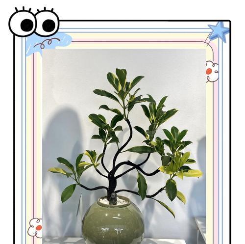 非洲茉莉繁殖技巧：怎样快速繁殖更多植株？