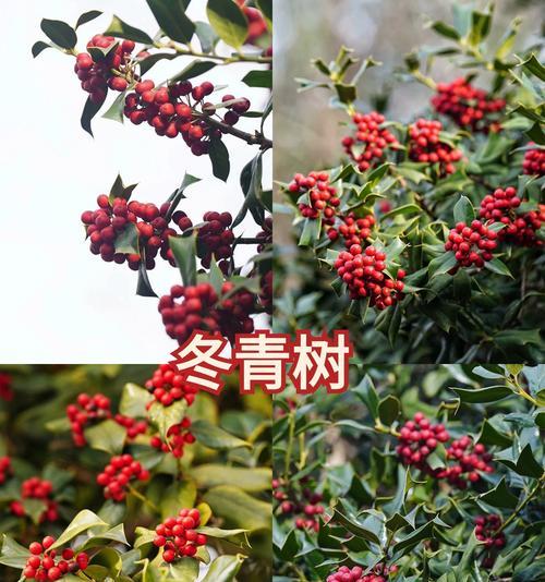 树木落叶的原因和解决方法是什么？