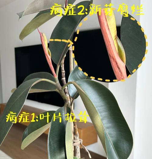 树木落叶的原因和解决方法是什么？