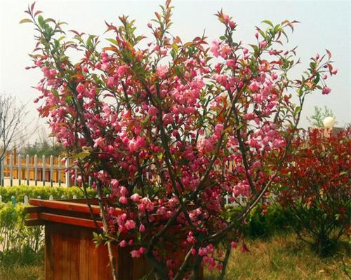 花灌木品种众多如何选择？花灌木品种挑选指南？