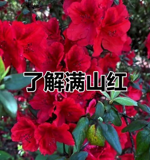 花灌木品种众多如何选择？花灌木品种挑选指南？