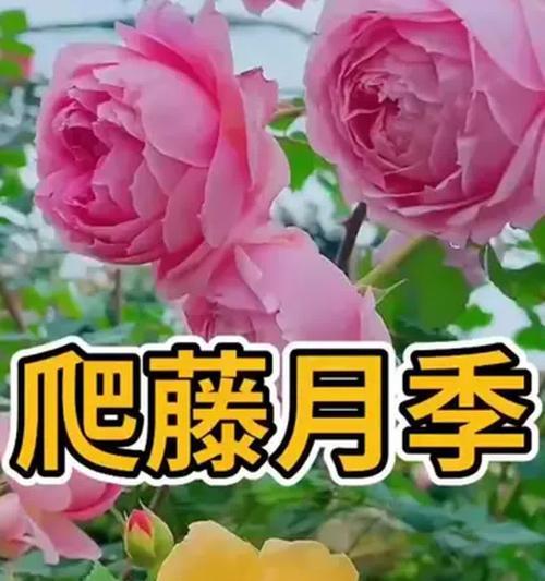 花灌木品种众多如何选择？花灌木品种挑选指南？