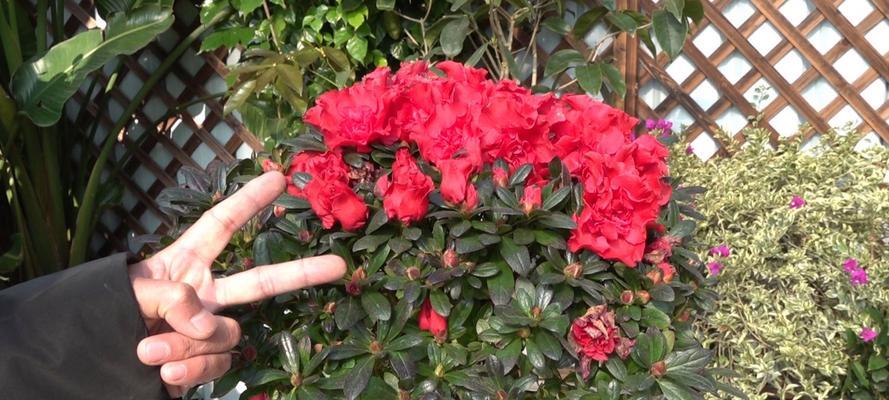 在北方养杜鹃花需要注意哪些问题？