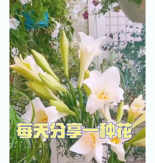 百合花什么时候种植？最佳种植时间是什么时候？