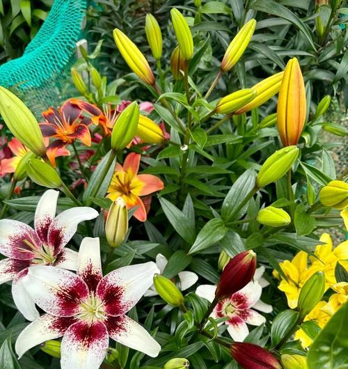 百合花什么时候种植？最佳种植时间是什么时候？