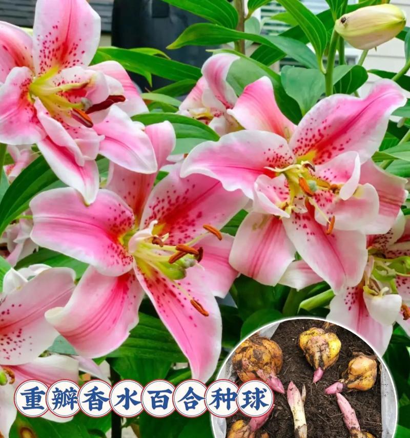 百合花什么时候种植？最佳种植时间是什么时候？