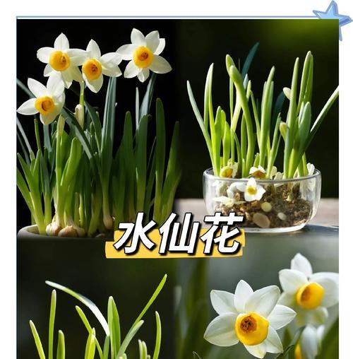 水培植物的种植方法是什么？如何让水培植物更健康？
