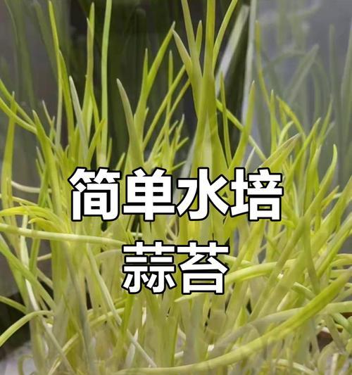 水培植物的种植方法是什么？如何让水培植物更健康？
