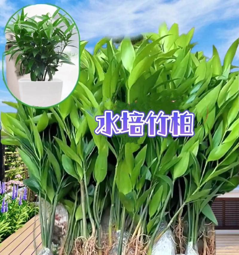 水培植物的种植方法是什么？如何让水培植物更健康？