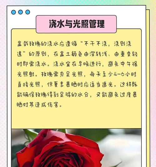 迷你玫瑰花的养护技巧和繁殖方法是什么？