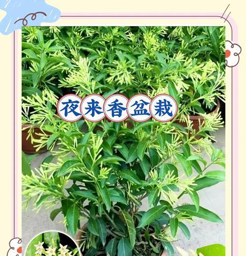 夜来香冬季保养的正确方式是什么？