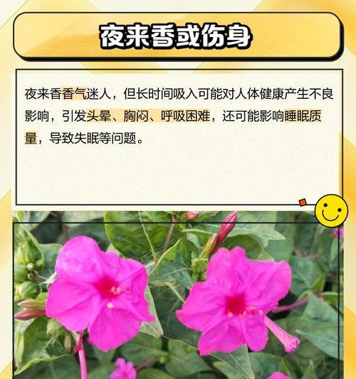 夜来香冬季保养的正确方式是什么？