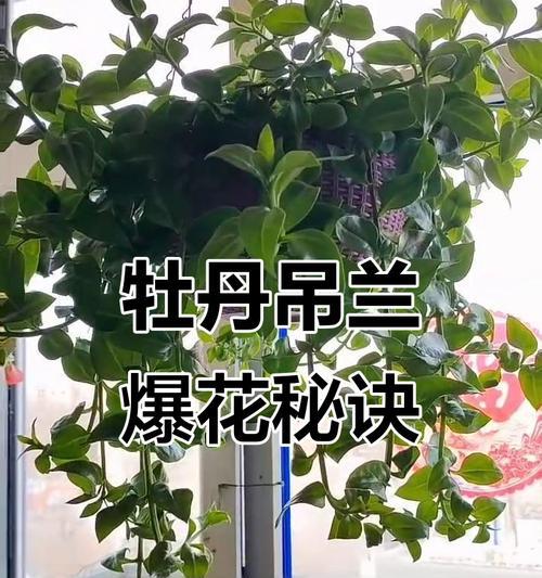 吊兰开花后如何处理和养护？