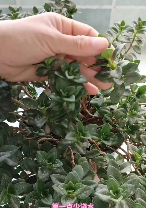吊兰开花后如何处理和养护？