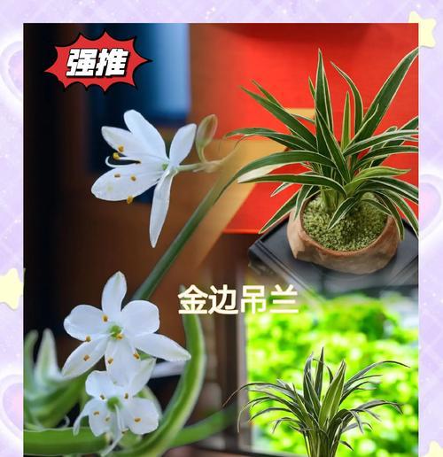 吊兰开花后如何处理和养护？