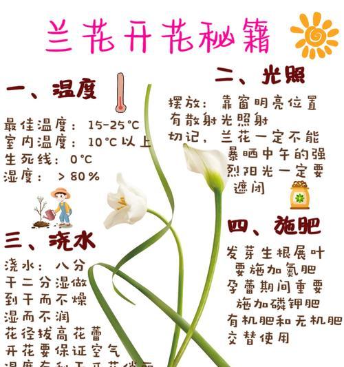 夏季兰花的养护要点是什么？