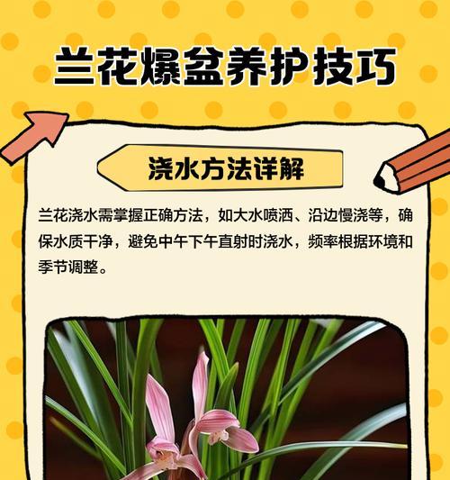 夏季兰花的养护要点是什么？
